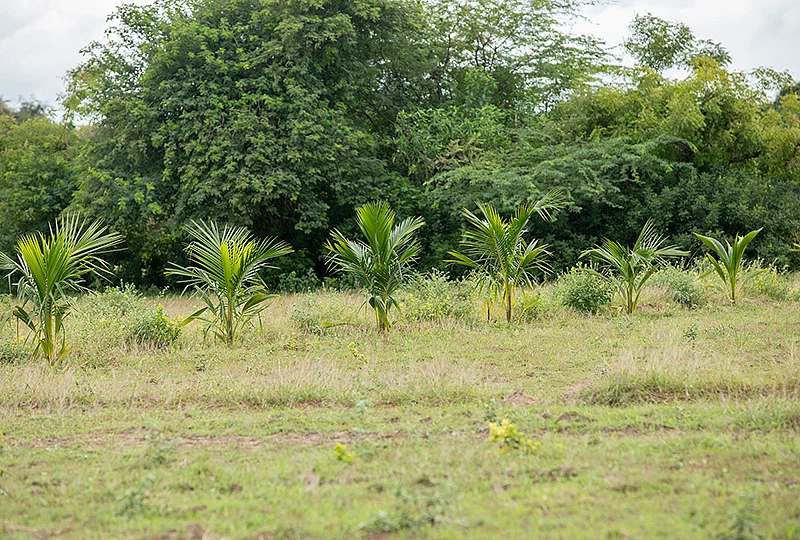 தென்னை