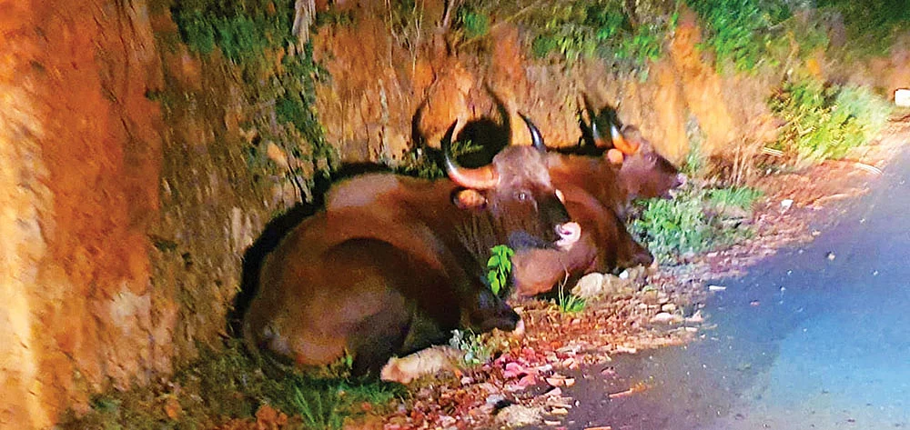 இரவு நேரத்தில் காட்டு மாடுகள் தரிசனம்