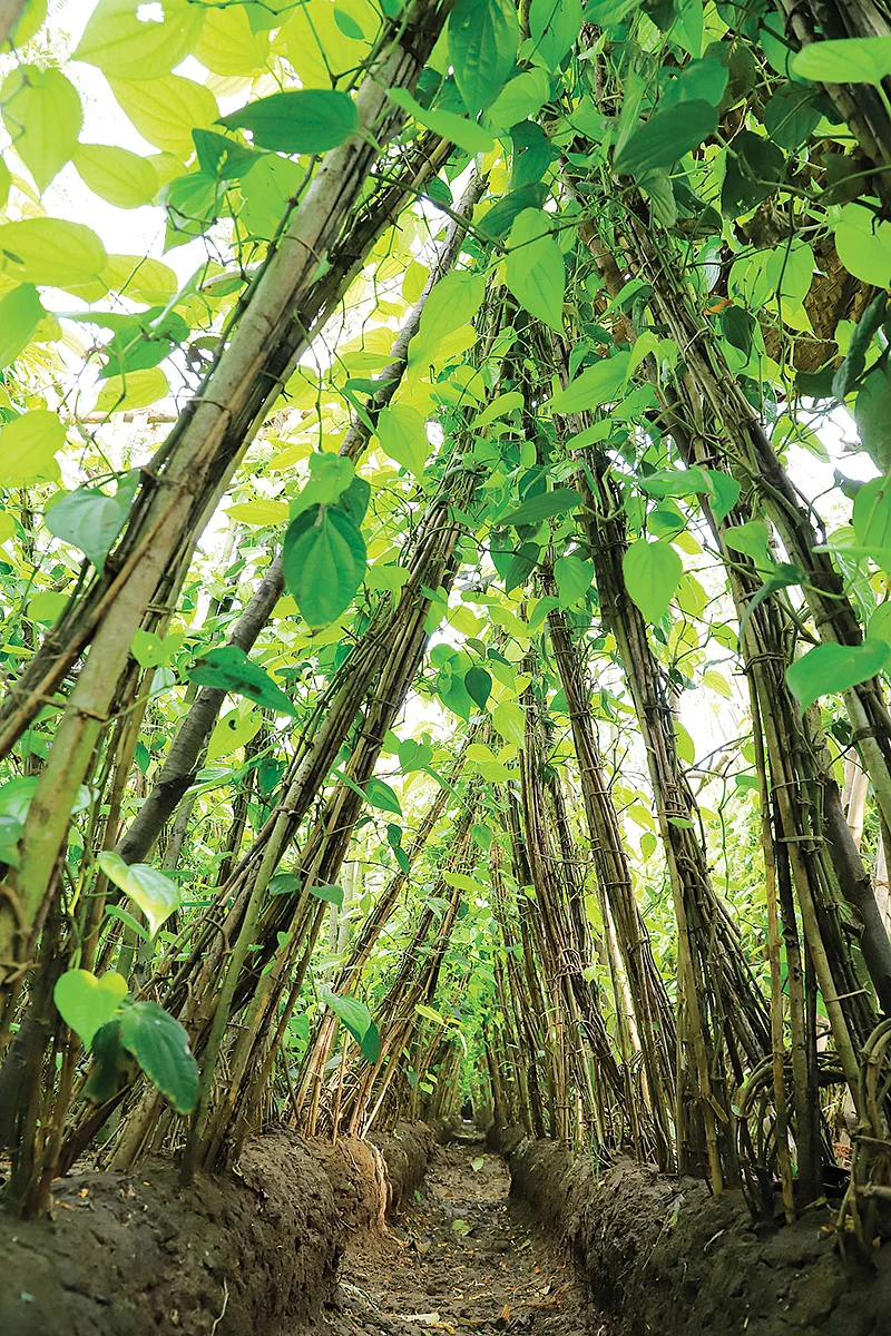 கொம்புகளில் படரும் வெற்றிலைக்கொடி