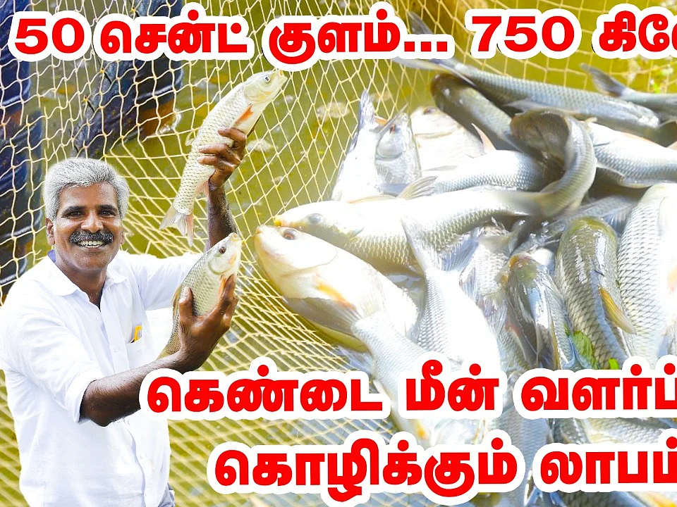 18 வருட அனுபவம்; 50 சென்ட் குளத்தில் 750 கிலோ மீன்; கெண்டை மீன் வளர்ப்பில் கொழிக்கும் லாபம்!