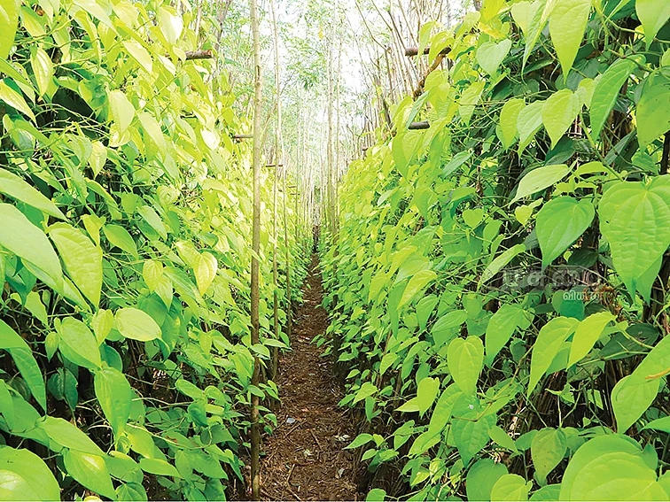 ஒரு ஏக்கர்... 22 நாள்கள்...
72,200 ரூபாய்
இயற்கையில் செழிக்கும் வெற்றிலை...
வெற்றிகரமான லாபம்!
