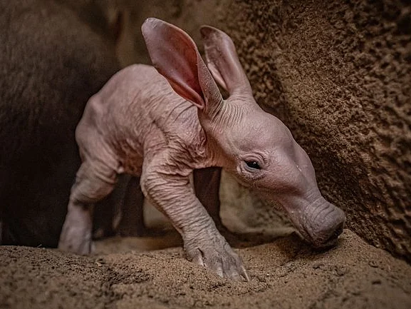 `ஹாரிபாட்டர் Dobby-ஆ இது?' - இங்கிலாந்தில் பிறந்த வினோத பன்றிக்குட்டி!