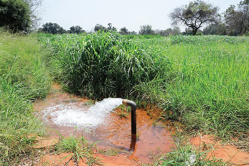 தீவனச் சாகுபடி