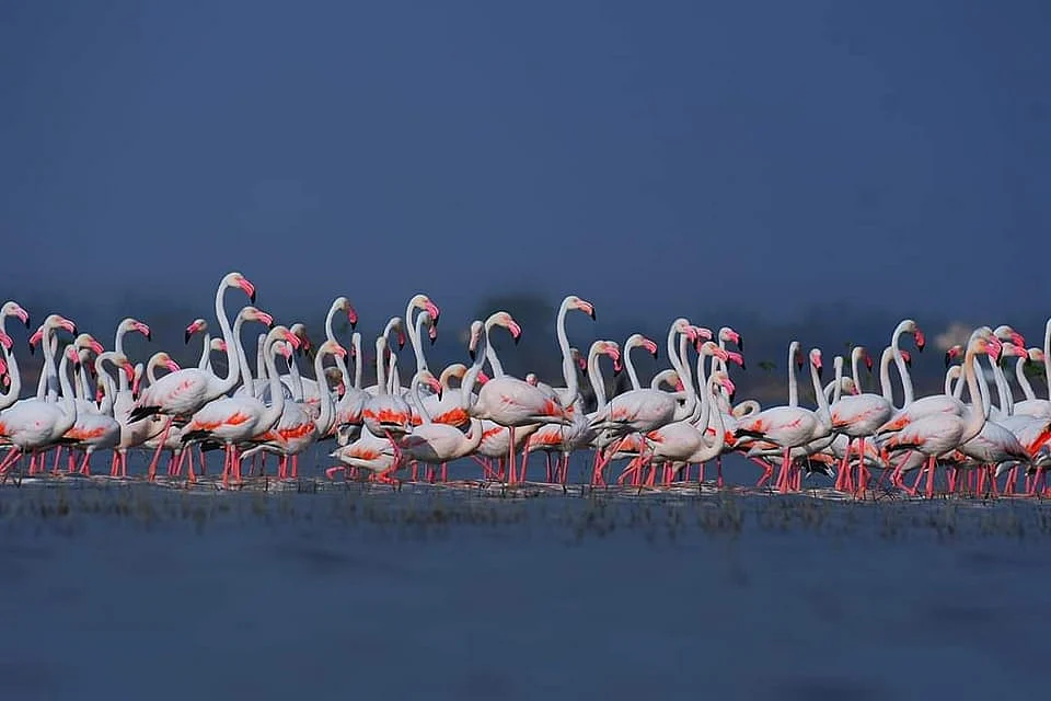 Flamingo
