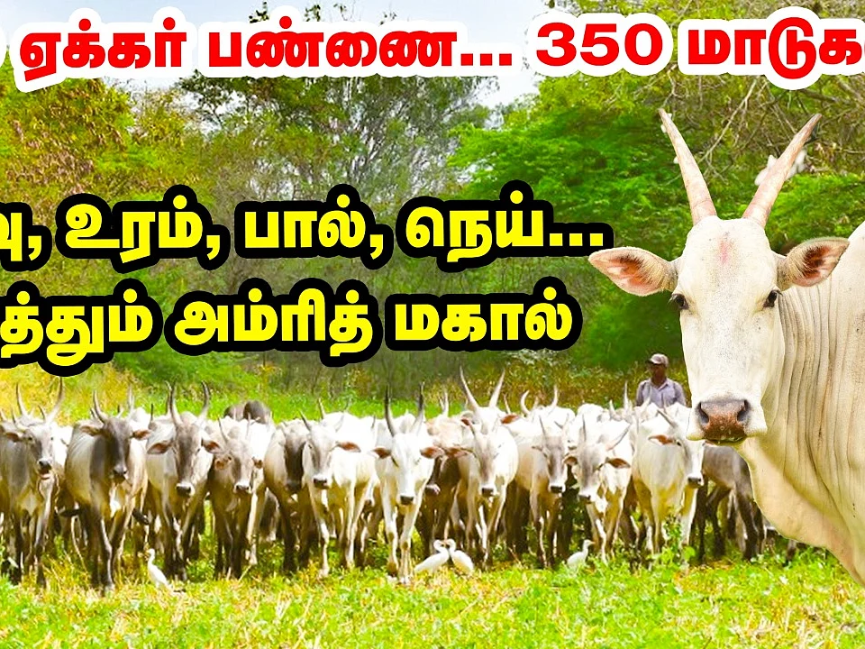 குதிரைகளுக்கே சவால்விடும் நாட்டு மாடு; அசத்தும் அம்ரித் மகால்! | Amrith Mahal Cattle Farm