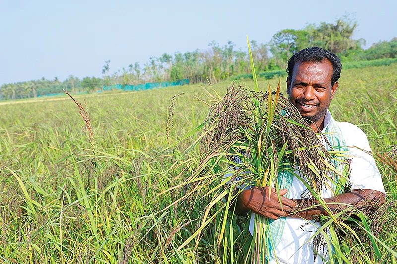 பாரம்பர்ய நெல் வயலில் செந்தில்குமார்