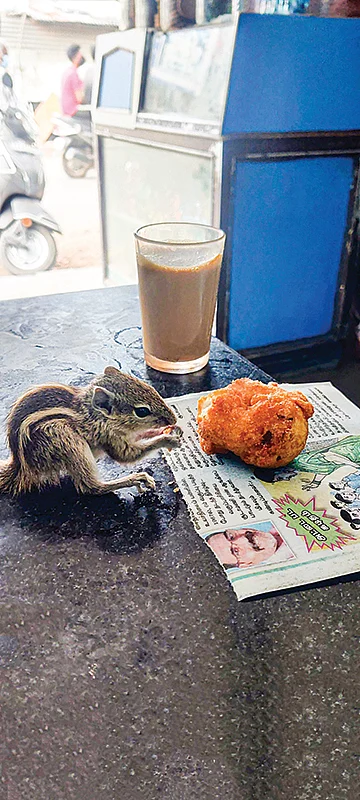 அணிலோடு விளையாடி... அணிலோடு உறவாடி