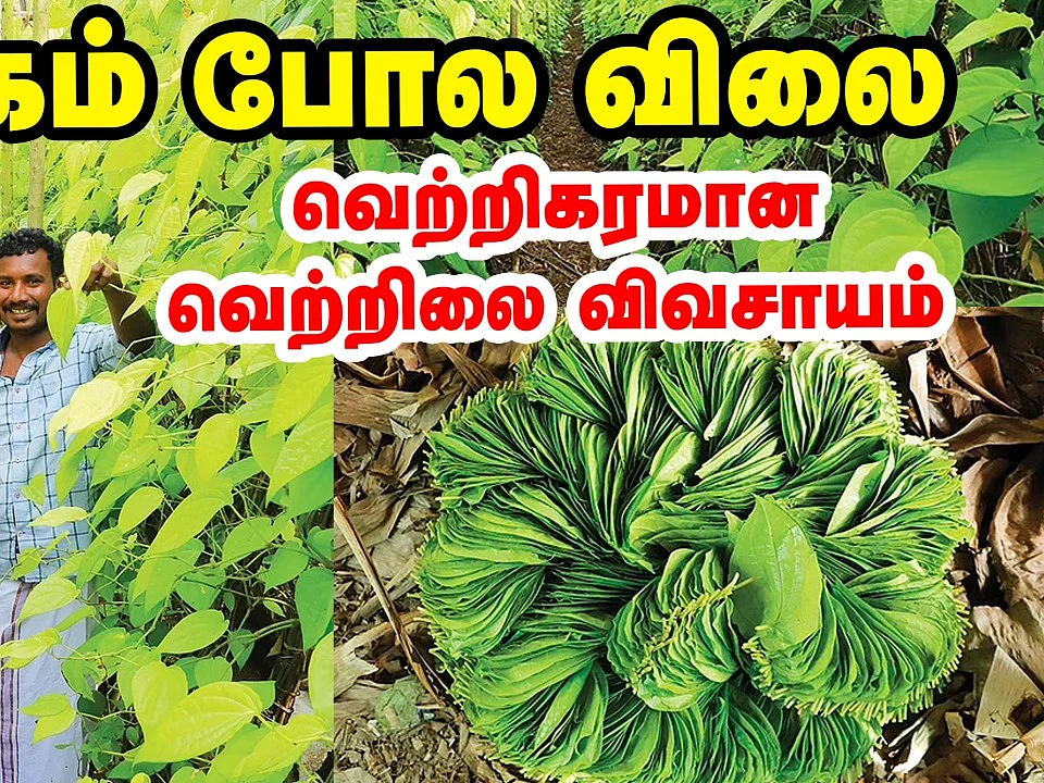 தங்கம் போல விலை; வெற்றிலை விவசாயத்தில் கலக்கும் விவசாயி! | Pasumai vikatan