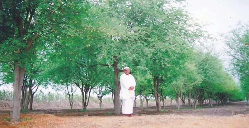 புளியமரங்கள்