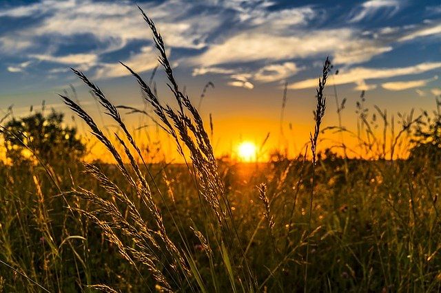 agriculture - pixabay