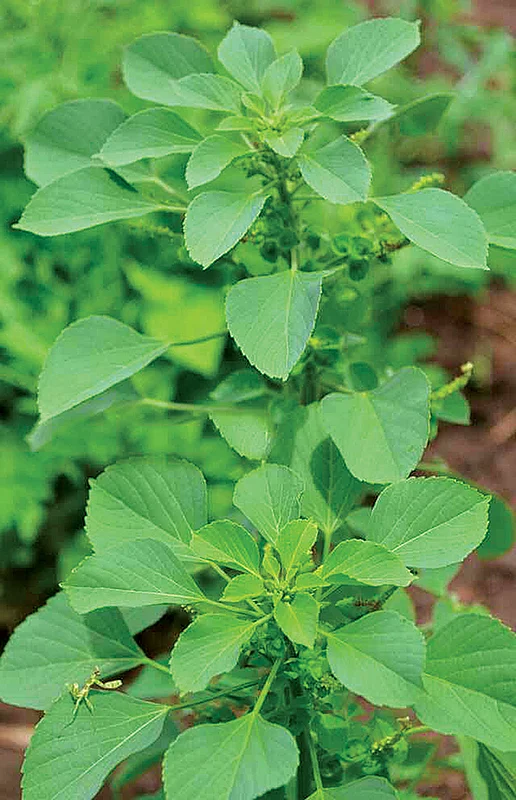வீட்டிலேயே வளர்க்கக்கூடிய 30 வகை மூலிகைகள்! - உணவுக்கு உணவு... மருந்துக்கு மருந்து!