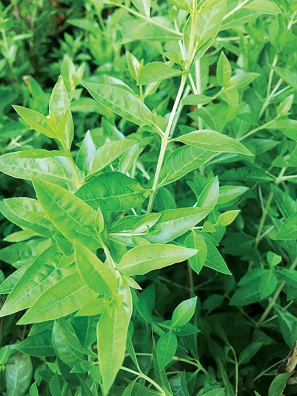வீட்டிலேயே வளர்க்கக்கூடிய 30 வகை மூலிகைகள்! - உணவுக்கு உணவு... மருந்துக்கு மருந்து!