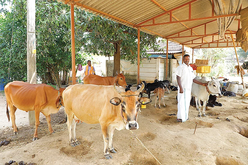 மாடுகள்