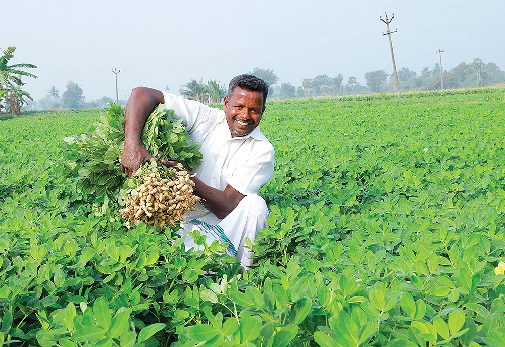 நிலக்கடலை வயலில் முருகானந்தம்
