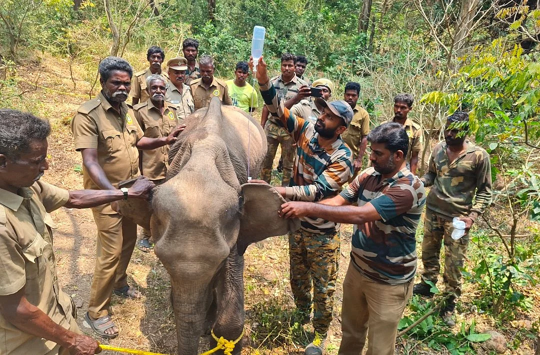 யானை