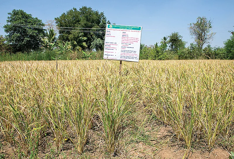 பரிசோதனை வயல்