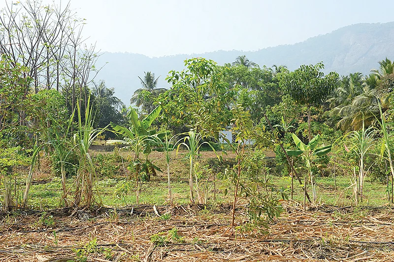 கரும்பு அறுவடையான வயல்