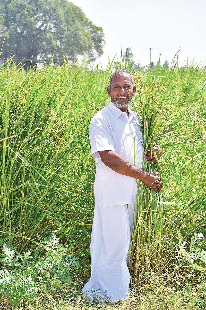 நெல் வயலில் ஹமீது ஹம்ஸா