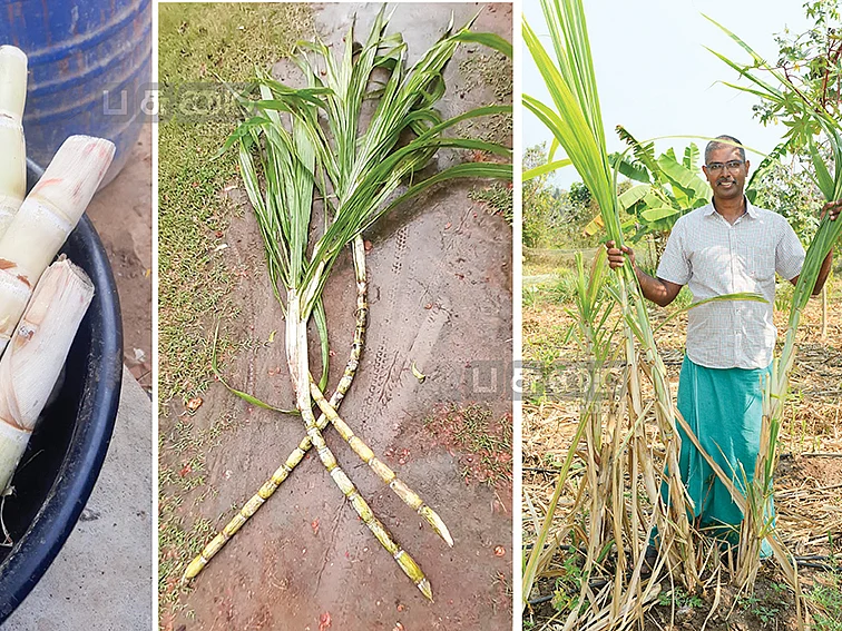 அழியும் நிலையில் இருந்த பாரம்பர்ய ரசதாளி கரும்பு...
மீட்டு எடுத்த விவசாயி!