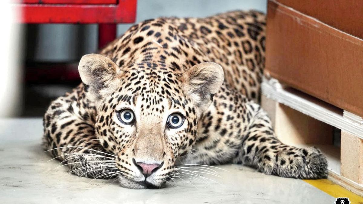 Leopard in Benz Car Factory 