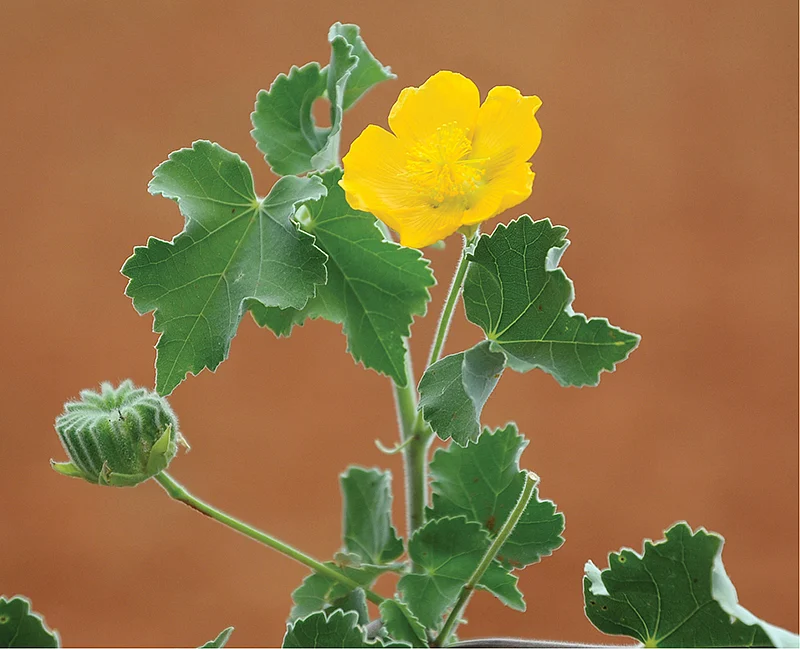மூலிகை