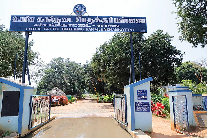 ஈச்சங்கோட்டை
கால்நடைப் பெருக்குப்பண்ணை