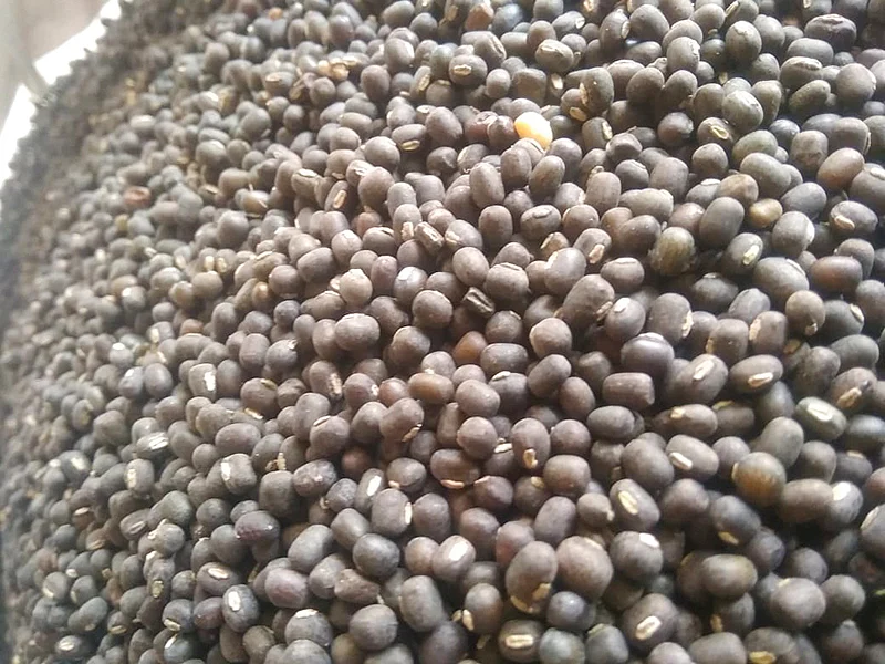 உளுந்து