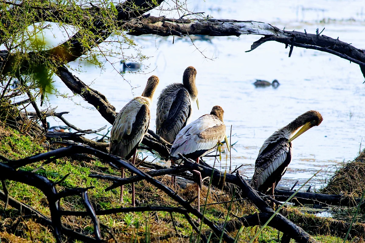 Birds