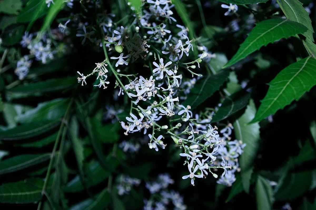 வேப்பம் பூ