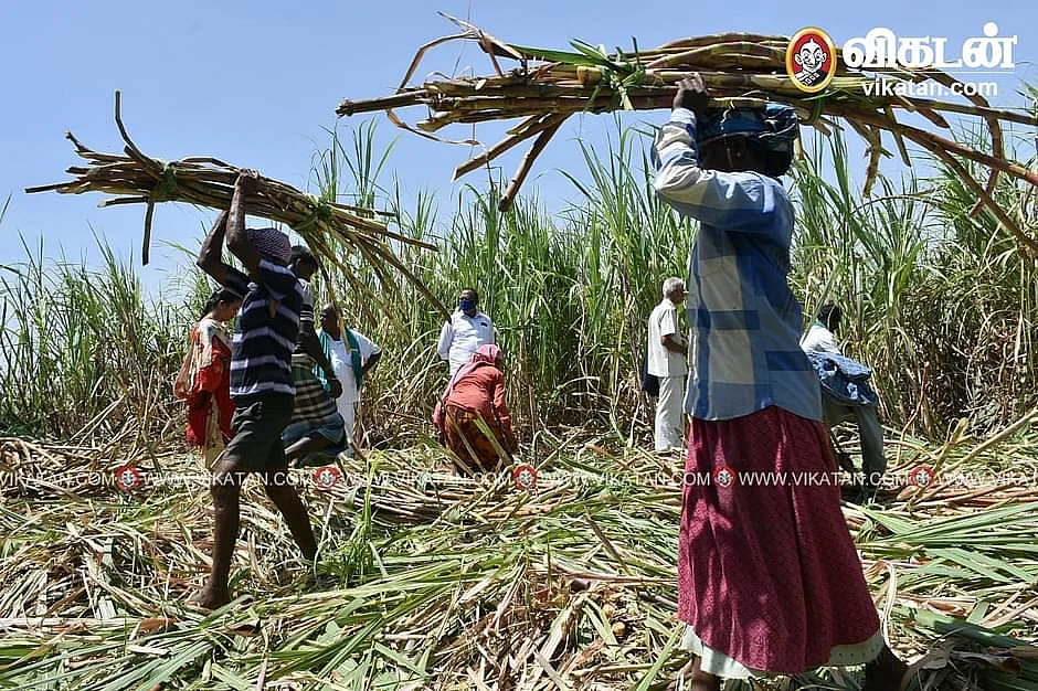 கரும்பு விவசாயிகள்