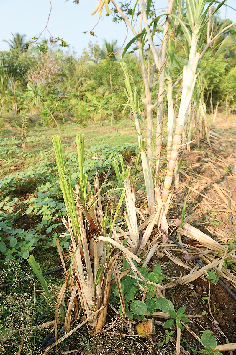 கரும்பு