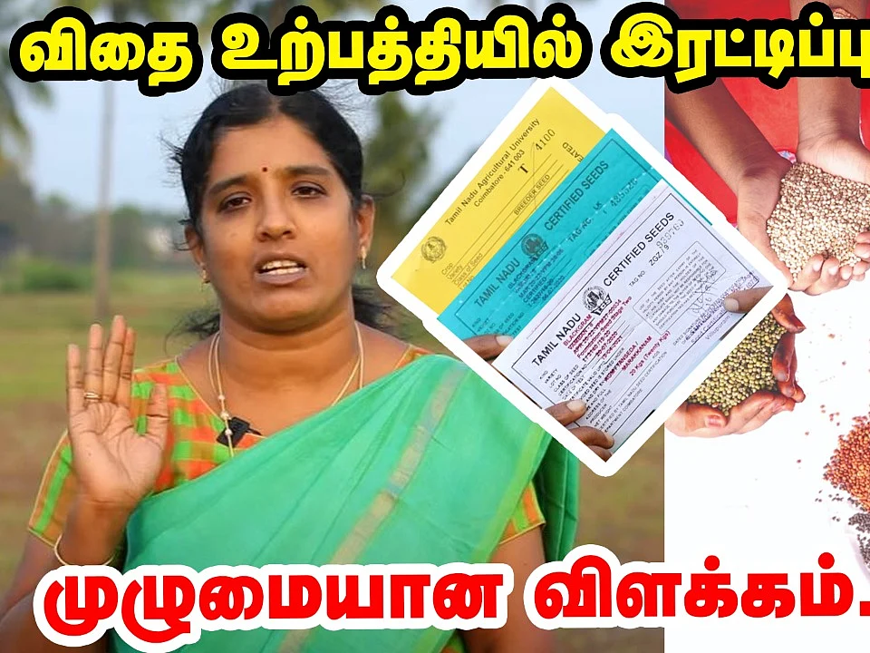 விதை உற்பத்தி சான்று பெறுவது எப்படி? முழுமையான விளக்கம் | Explainer | Pasumai Vikatan
