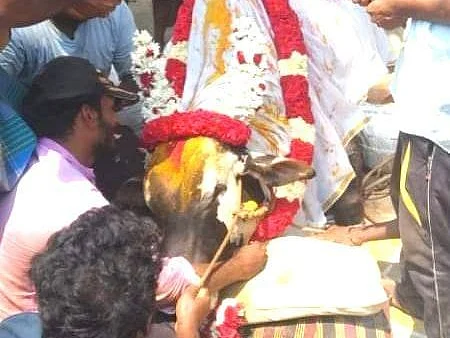 70 போட்டிகளில் முதல் பரிசு வென்ற `சங்கீதா எக்ஸ்பிரஸ்' காளை மரணம்; இறுதிச் சடங்கு நடத்திய உரிமையாளர்!