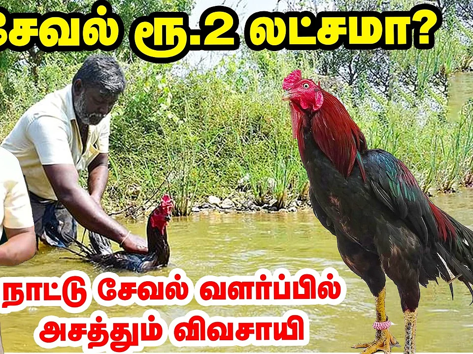 ஒரு சேவல் 2 லட்சம் ரூபாய் வரை விற்பனையா? சேவல் வளர்ப்பில் அசத்தும் விவசாயி! | Pasumai Vikatan