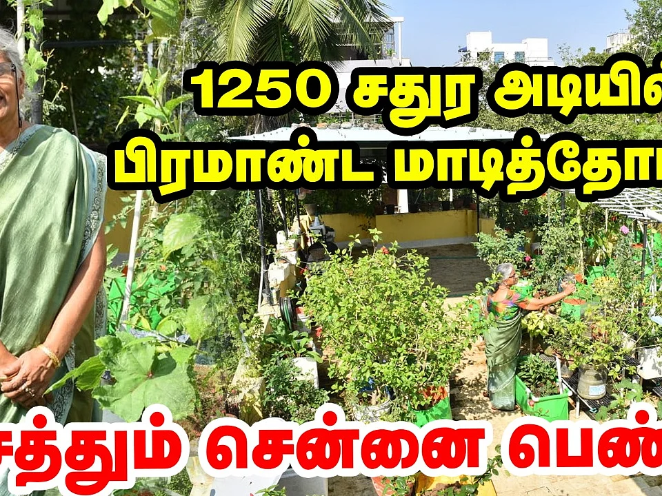 1250 சதுர அடியில் பிரமாண்ட மாடித்தோட்டம்; அசத்தும் சென்னை பெண்! | Pasumai Vikatan