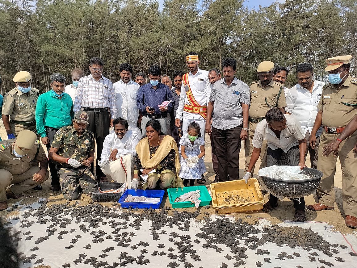 `இவை மீனவர்களின் நண்பன்!' - ஆலிவர் ரெட்லி ஆமைகள் குறித்து வனத்துறை