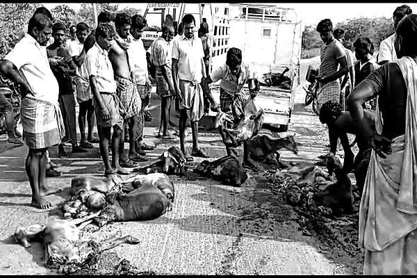 சிதறிக் கிடக்கும் ஆடுகள்