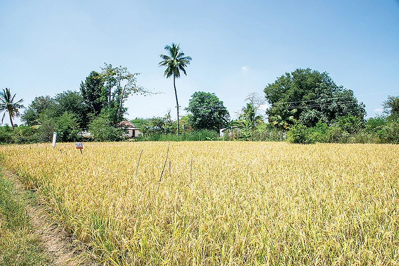 பரிசோதனை வயல்