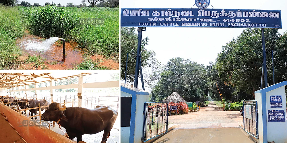 கால்நடைப் பெருக்குப்பண்ணை