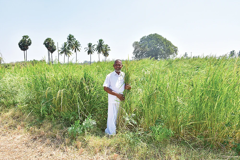 தளதளவென வளர்ந்து நிற்கும் பாரம்பர்ய நெற்பயிர்கள்