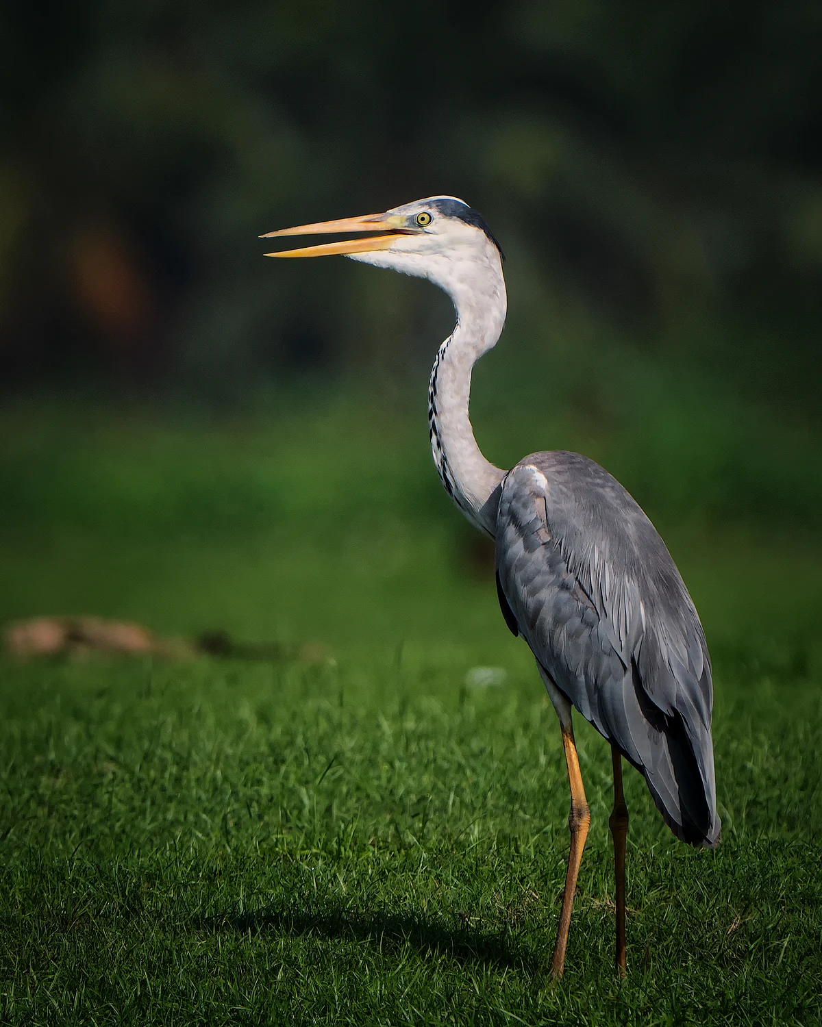 சாம்பல் நாரை (Grey Heron)