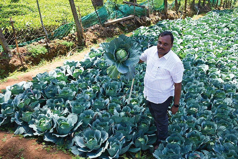 காய்கறிச் சாகுபடி