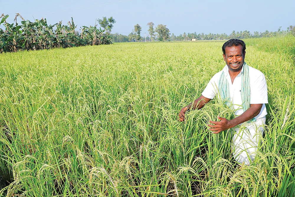 நெல் வயலில் செந்தில்குமார்