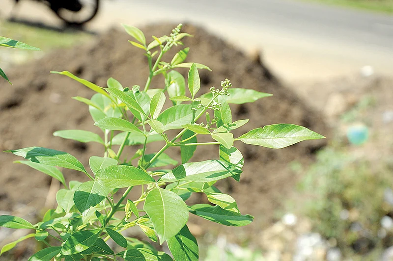 மூலிகை