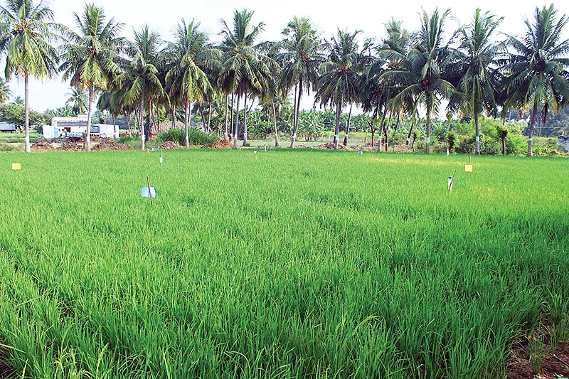 விவசாயம்