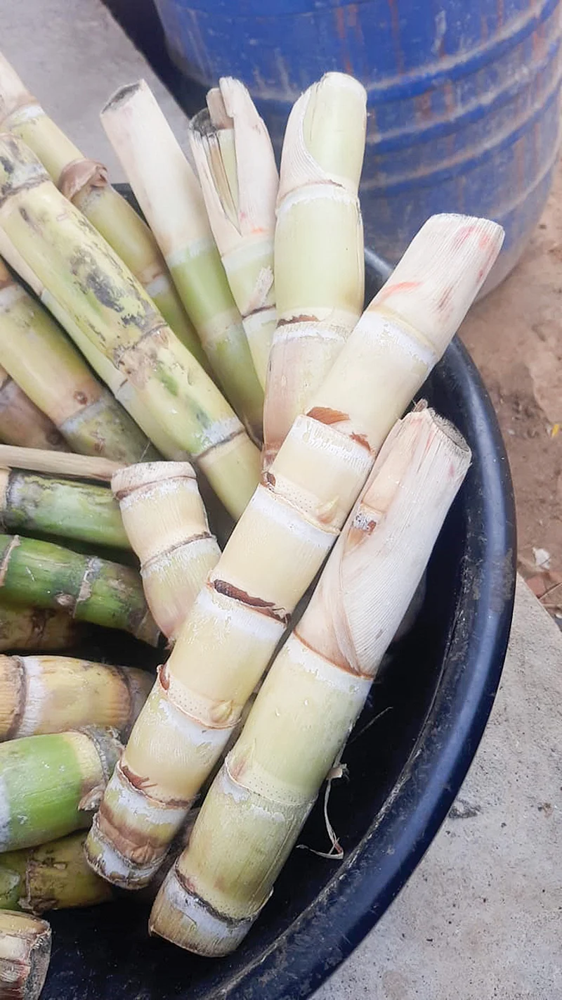 கரும்பு கரணைகள்