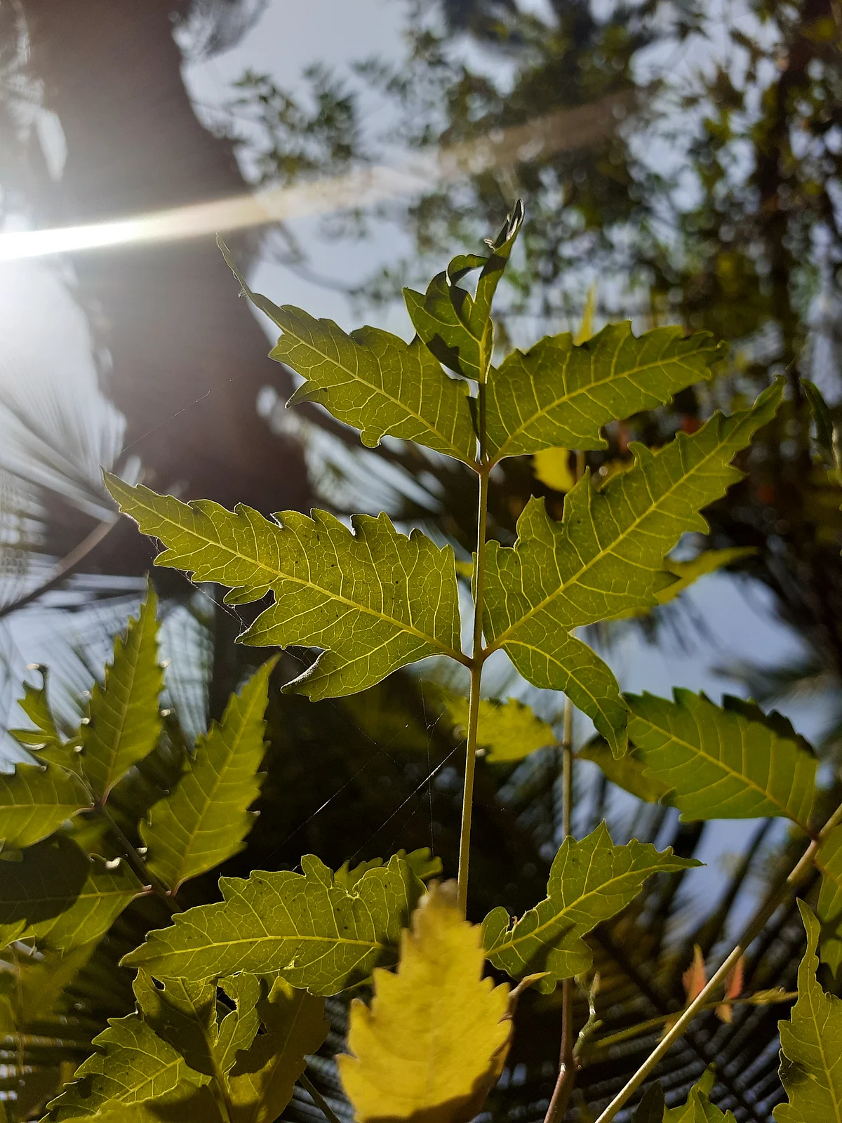 Neem