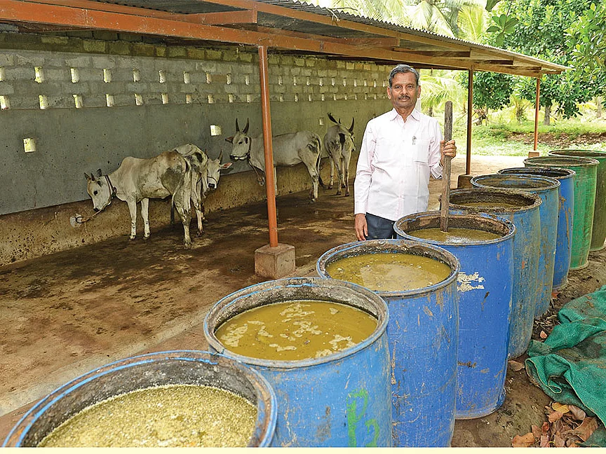 How to: பஞ்சகவ்யா, ஜீவாமிர்தம், மூலிகைப் பூச்சிவிரட்டி... இயற்கை இடுபொருளின் தயாரிப்பு முறைகள்!