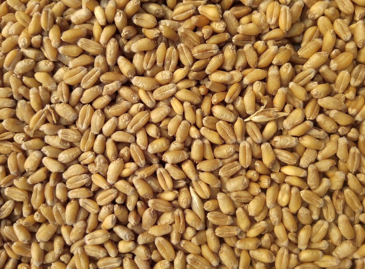 wheat (Representational Image)