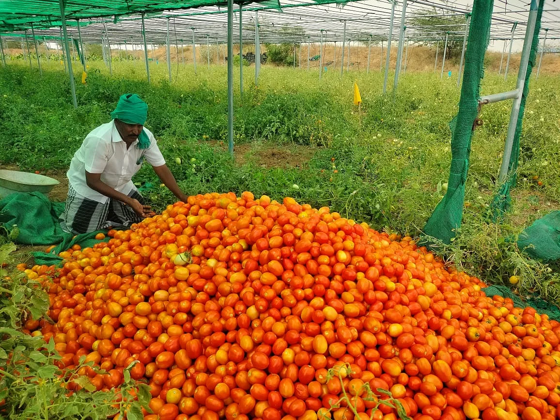 ``கிலோ 1 ரூபாய்க்குகூட வாங்க யாரும் முன்வரலை!" - 11 டன் தக்காளியுடன் தவிக்கும் விவசாயி